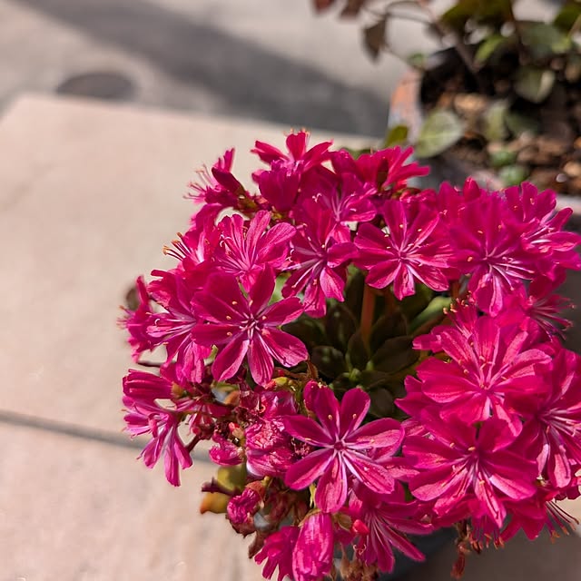 KOHAKUさんの実例写真