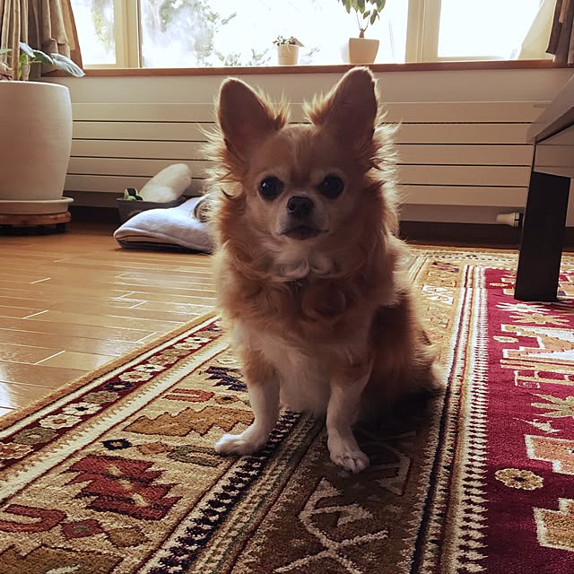 toto..kurinさんの実例写真