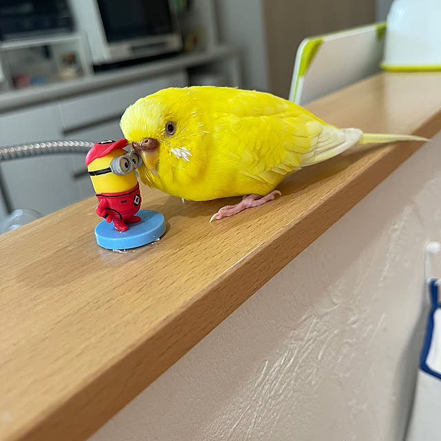 chiiさんの実例写真