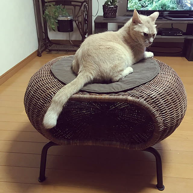 mikan161さんの実例写真
