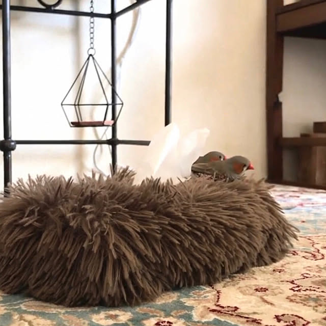 oiseauxさんの部屋