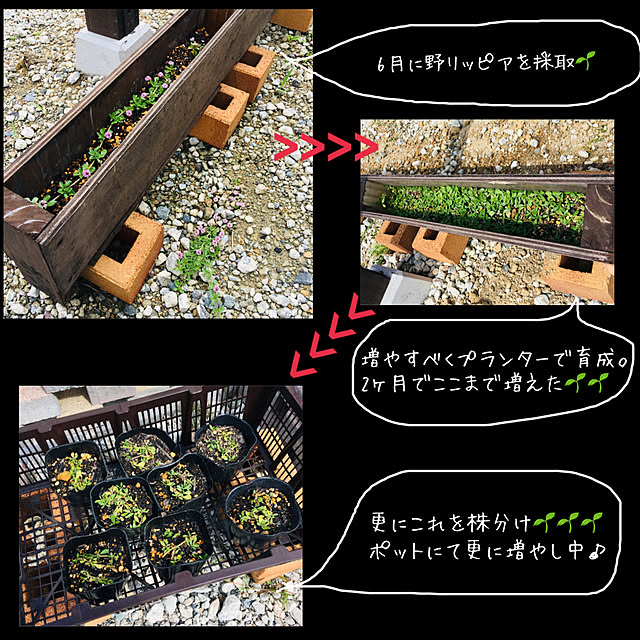 MAGUさんの実例写真