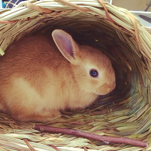 Yasuyukiさんの実例写真