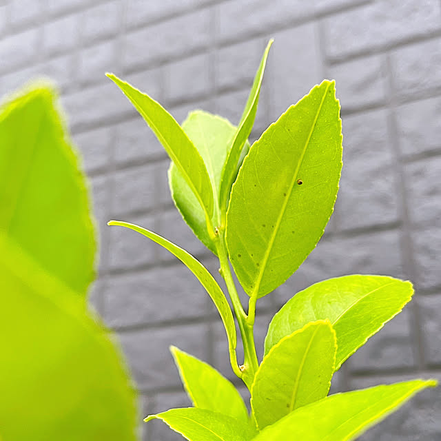 miechuraさんの部屋