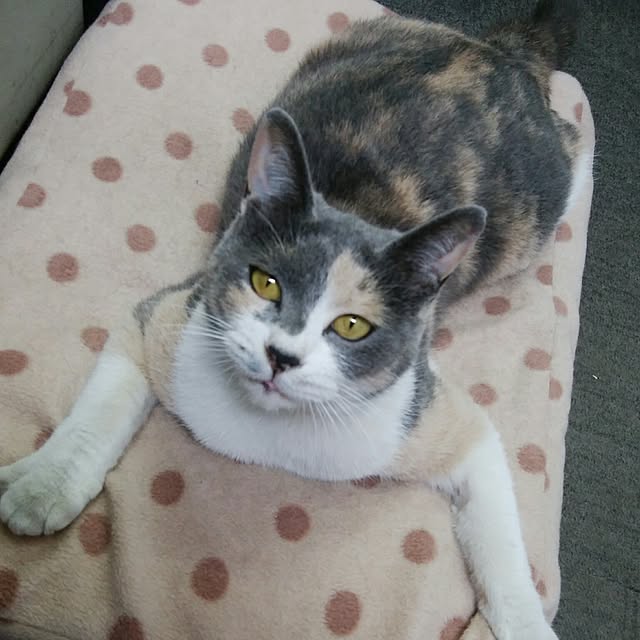 tomo1220さんの実例写真