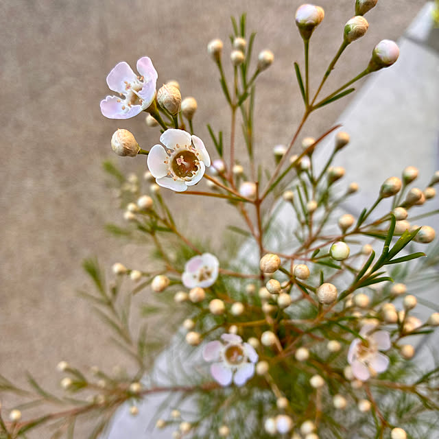 ayayayayaさんの実例写真