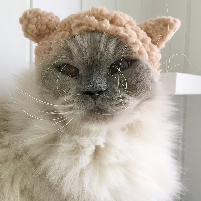 yuchiさんの実例写真