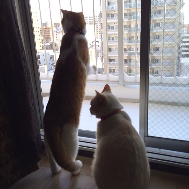 bobooooonさんの実例写真