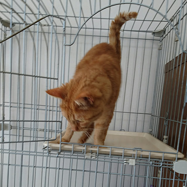 ronさんの実例写真