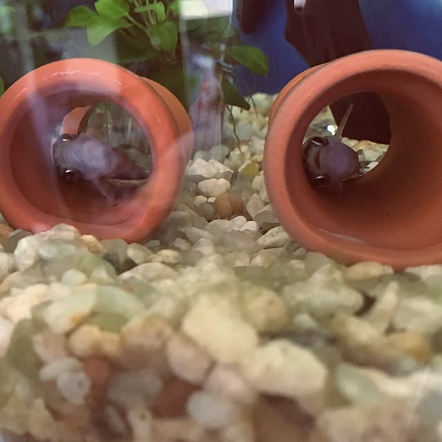 akiさんの実例写真