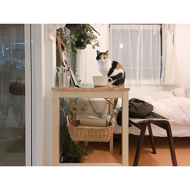 warashibeさんの実例写真