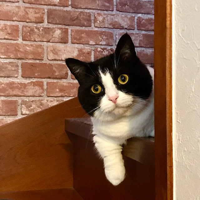 butachanさんの実例写真