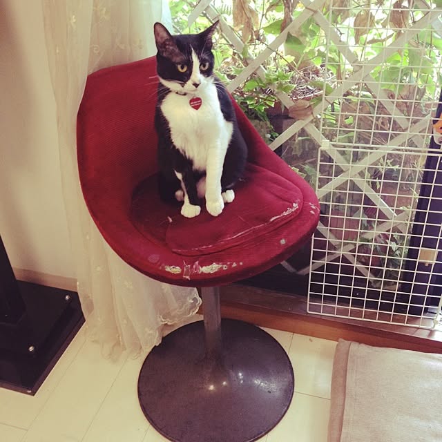 kimishigureさんの実例写真