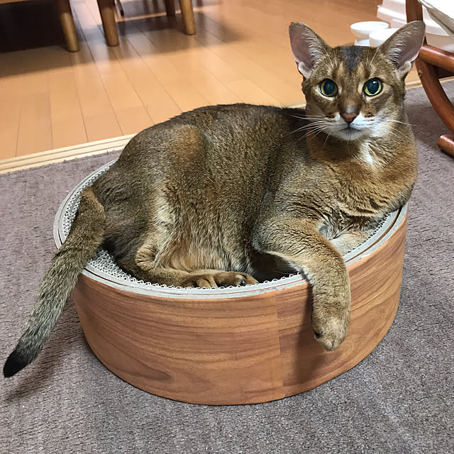 aby_nyanさんの実例写真
