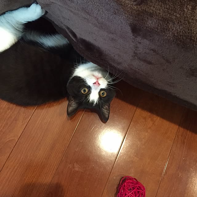 butachanさんの実例写真