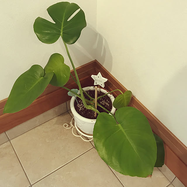 Cocoaさんの実例写真