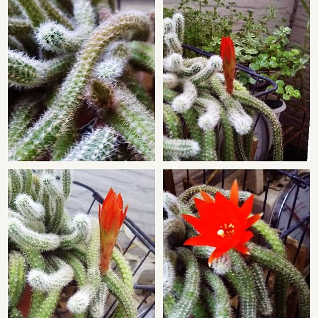 kanaさんの実例写真
