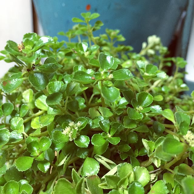 natulove0418さんの実例写真