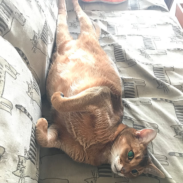 aby_nyanさんの実例写真