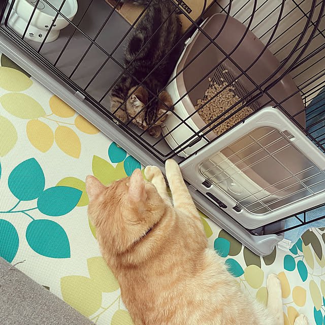 chiiさんの部屋