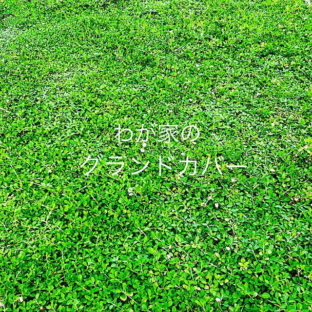 kolokoppaさんの実例写真