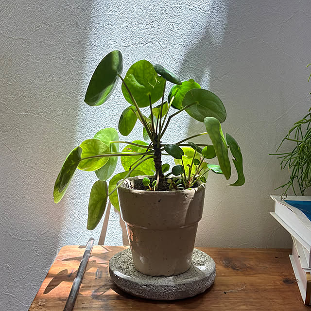 timtamさんの部屋
