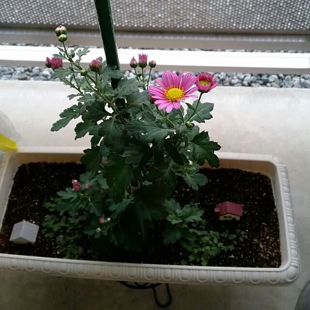M.Sさんの実例写真