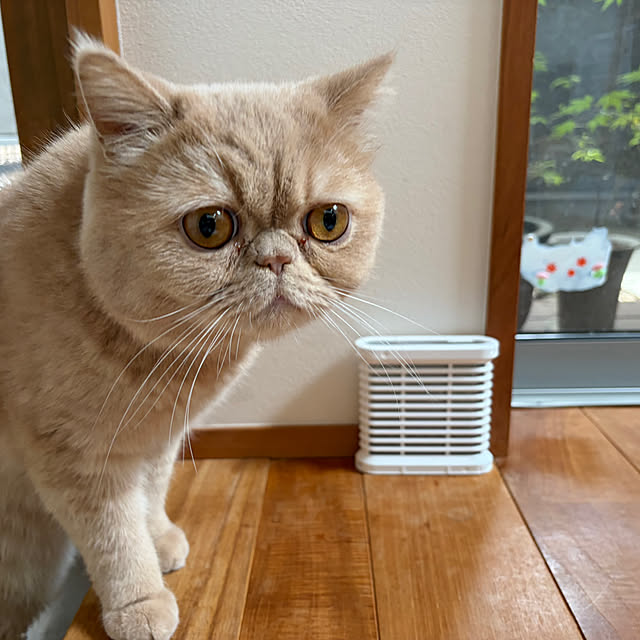 sznoieさんの部屋