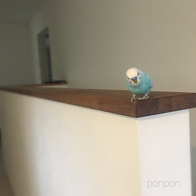 ponponHOUSEさんの実例写真