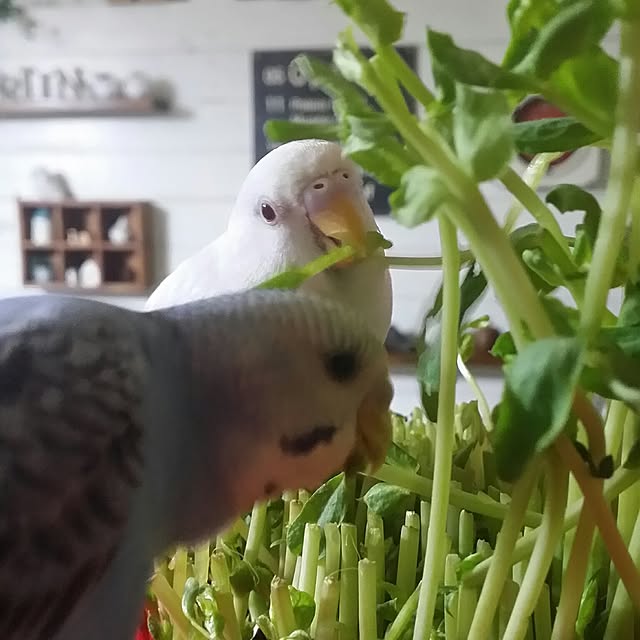 karinさんの実例写真
