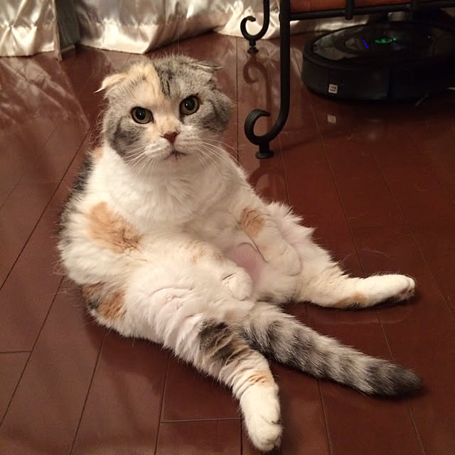 nya_sanさんの実例写真