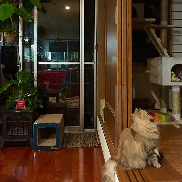 butachanさんの実例写真