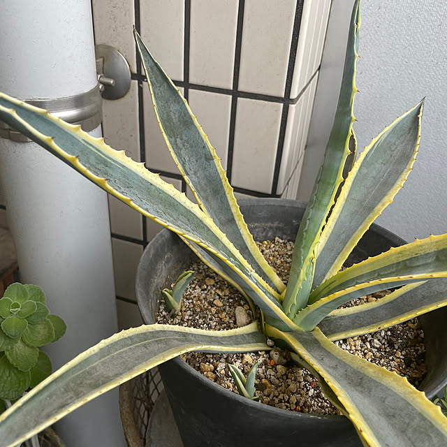 rinrinさんの部屋