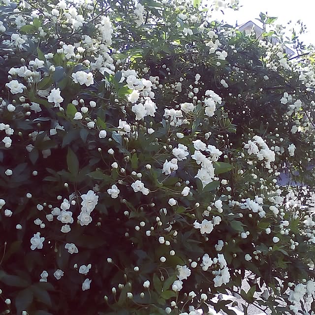 mariagardenさんの実例写真