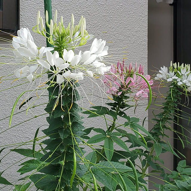 ramuramuさんの実例写真