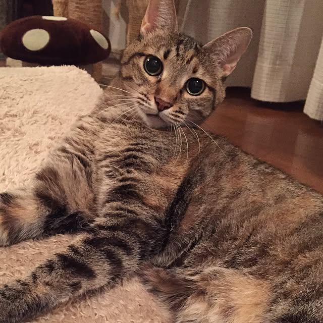 bowbowcoさんの実例写真