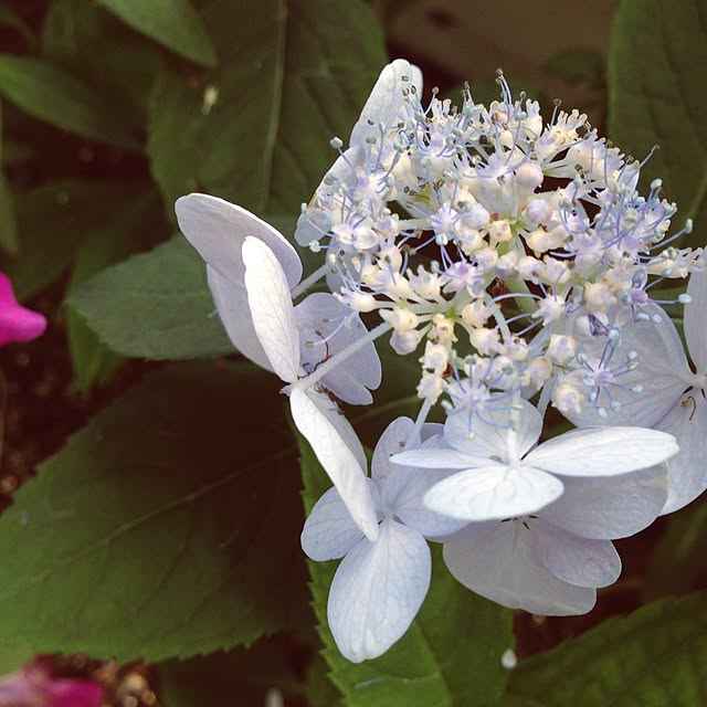 popoさんの実例写真