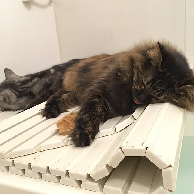mikomaruさんの実例写真