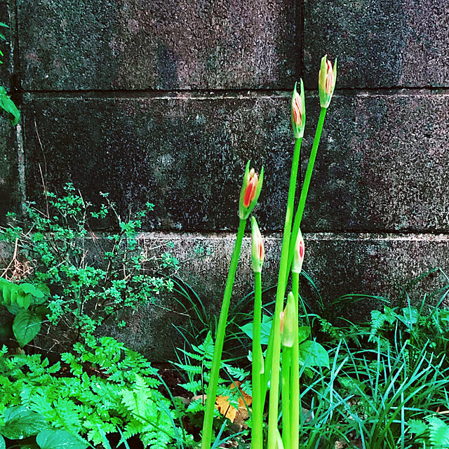 chacoさんの実例写真