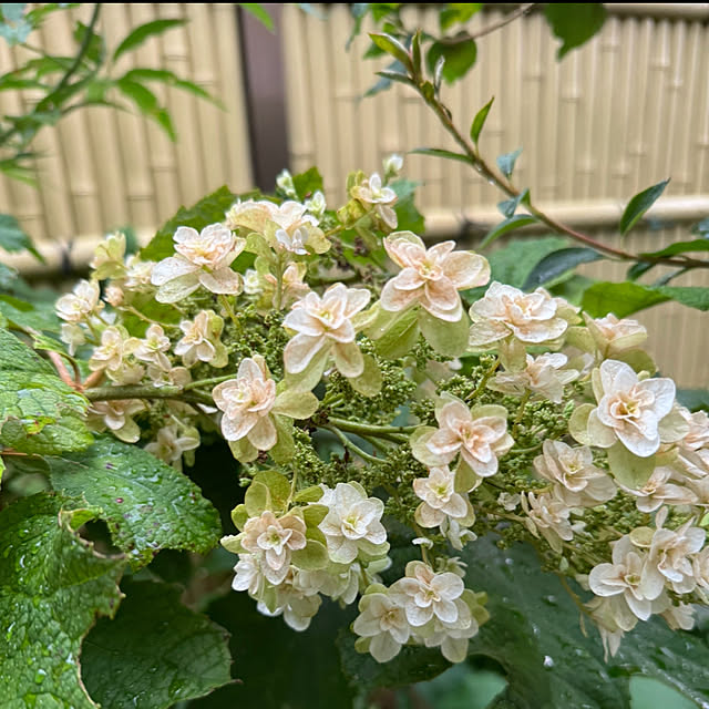 mamizaさんの部屋