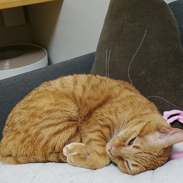 リビング/ねこのいる日常のインテリア実例 - 2018-12-18 10:16:44