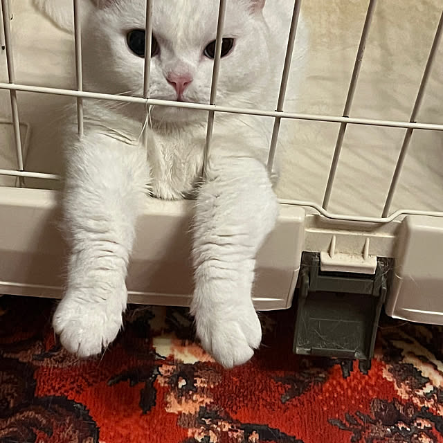 AYUKOさんの実例写真