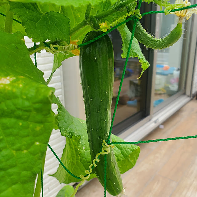 tomatopapaさんの実例写真
