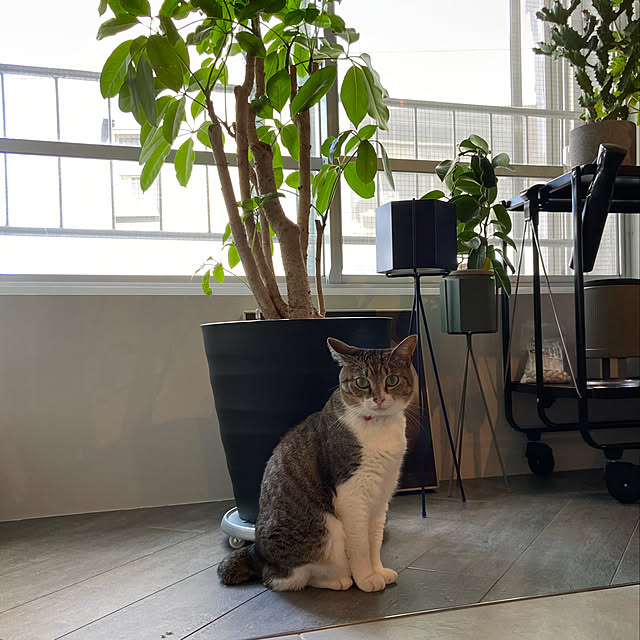 ワゴンと植物/緑化計画/インナーバルコニー/ねこと暮らす/部屋全体のインテリア実例 - 2020-10-01 08:38:28