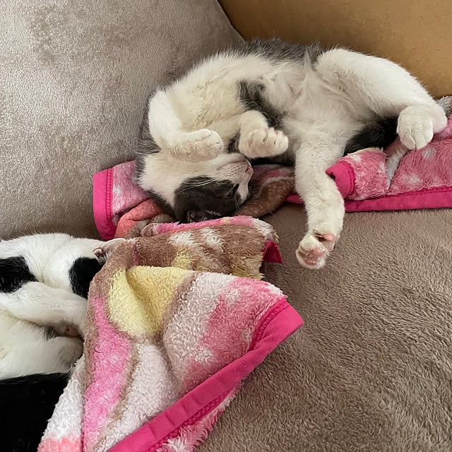 nekosamaさんの部屋