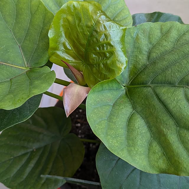 monnさんの部屋