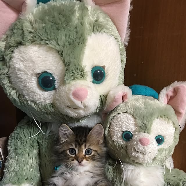 CATさんの実例写真