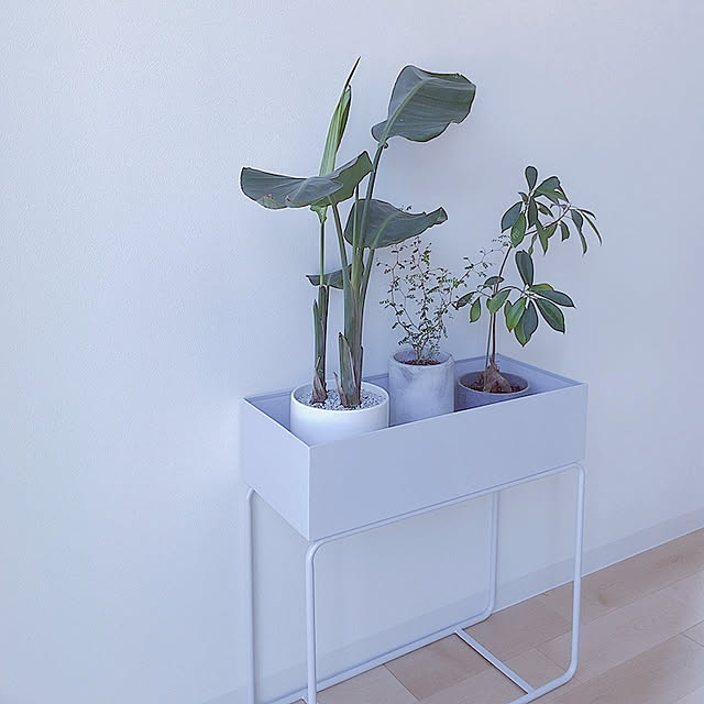 観葉植物/新築/マイホーム/グリーンのある生活/部屋全体のインテリア実例 - 2021-05-07 09:20:00