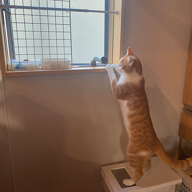 senbei.sakuramochiさんの実例写真