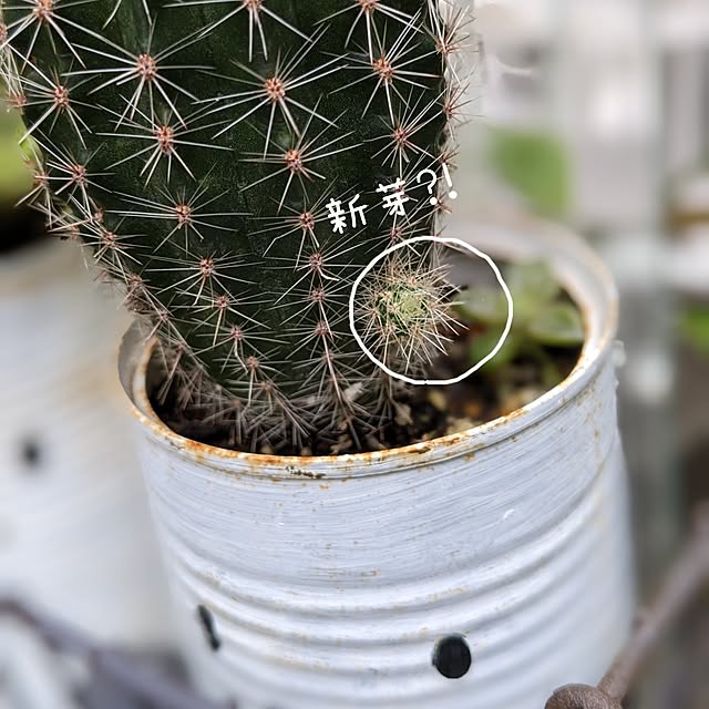junさんの実例写真